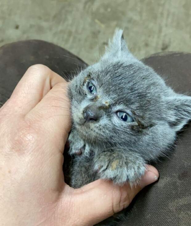 Без кота и жизнь не та