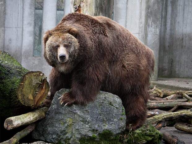 Медведь Кадьяк | Darada