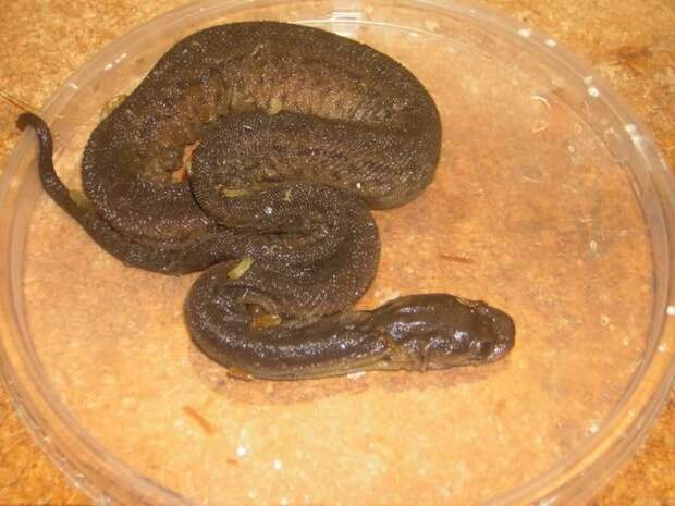 Яванская бородавчатая змея  (лат. Acrochordus javanicus) 