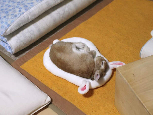 Спящий кролик.
