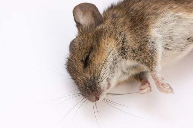 Отравленная мышь - малоприятное зрелище