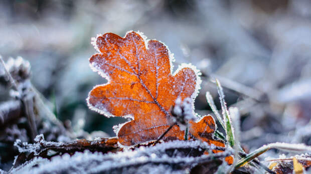 Ночные заморозки возвращаются в Московский регион