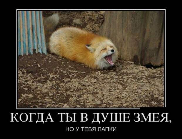 Демотиваторы (30 фото)
