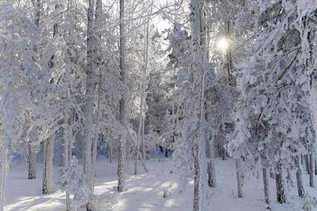 Металлоискатели и дроны задействуют в поисках пропавшей семьи Усольцевых