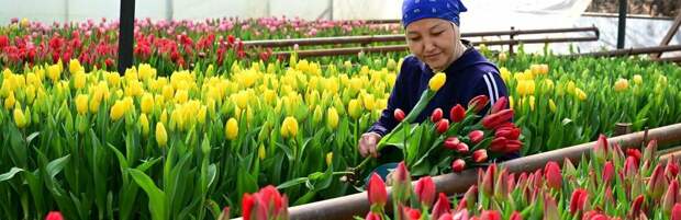 Как супруги из Талдыкоргана зарабатывают на тюльпанах