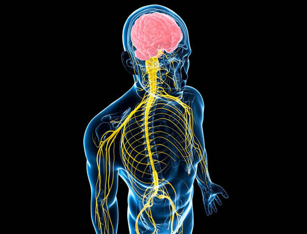 Почему не получается похудеть? Роль симпатической нервной системы