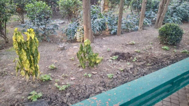 В Алуште неизвестные похитили цветы с городской клумбы