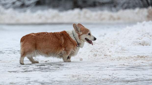 Кинолог: Обязательная маркировка питомцев поможет наказать безответственных владельцев
