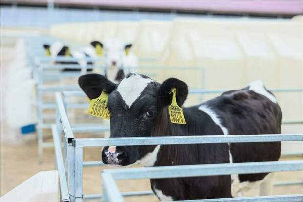 В Подмосковье в 2026 году запустят три новые молочные фермы