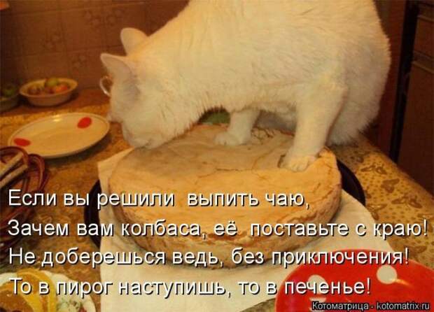 Забавные животные (50 фото)