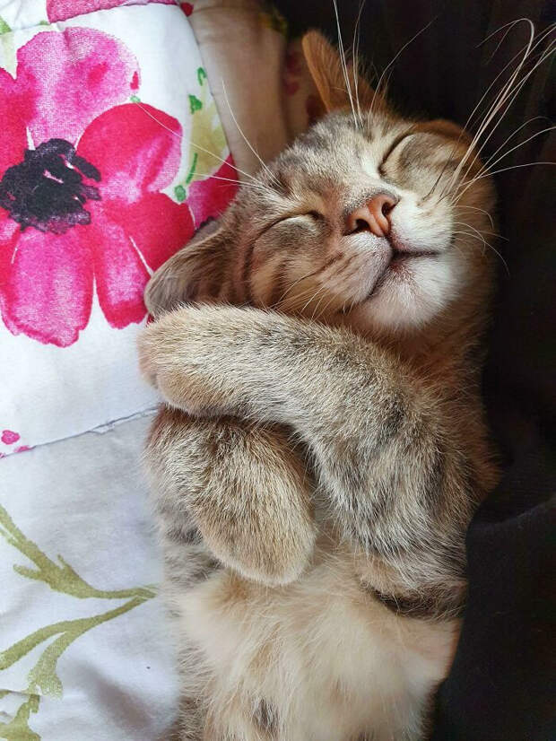 Котики показывают как выглядит идеальный отдых