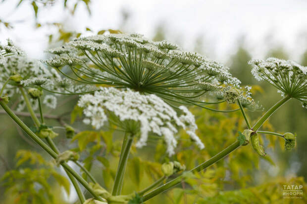 Быел Биектау районында балтырганга каршы көрәшкә 14,4 миллион сум акча сарыф ителәчәк