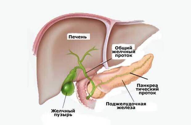 Как болит печень и желчный. Поджелудочная железа сфинктер Одди. Анатомия человека внутренние органы желчный пузырь. Желчные пузырные печеночные протоки. Гдетнаходиься желочный пузырь анатомия.