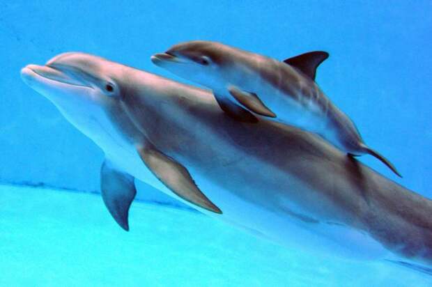 Как спит дельфин: удивительные способности млекопитающих