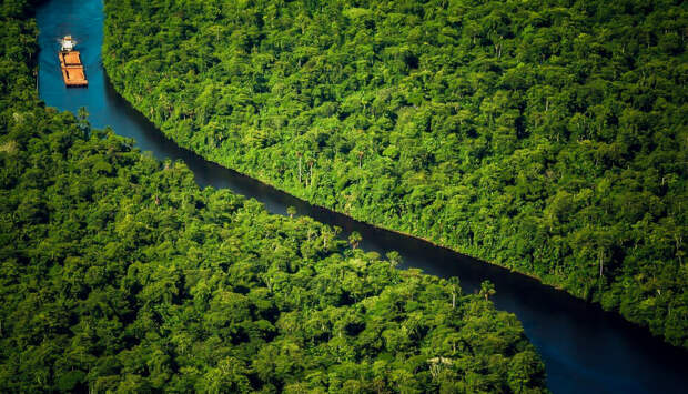 Густые леса Суринама