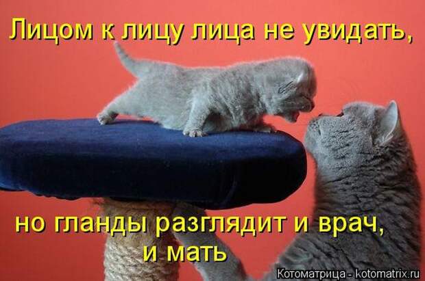 Лучшие котоматрицы недели Лучшие котоматрицы недели