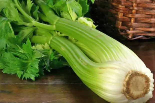 черешковый сельдерей с грядки черешковый сельдерей с грядки