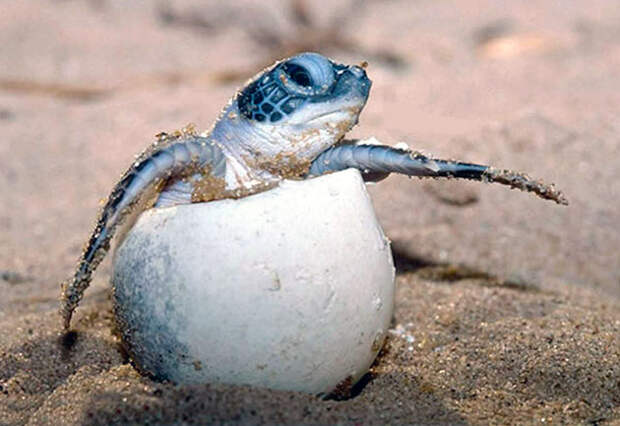 Детеныши оливковой черепахи появляются на свет после 1.5 месячного инкубационного периода
