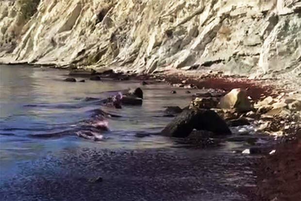 Черное море окрасилось в красный цвет