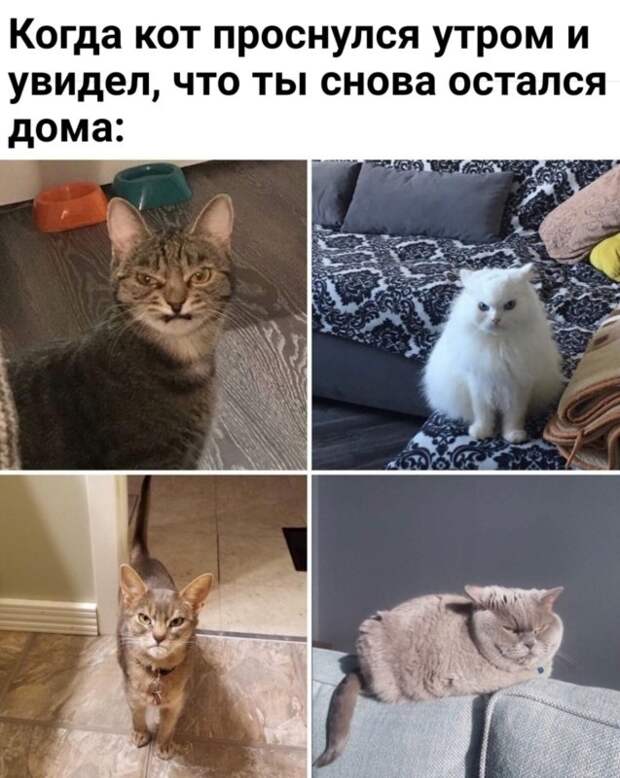 животные устали