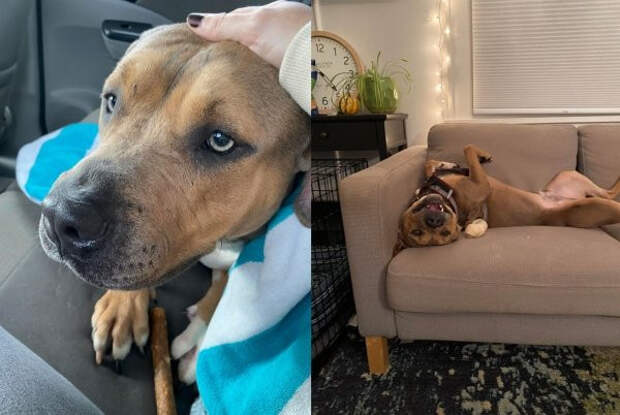 Снимки животных до и после того, как они обрели дом и любящих хозяев