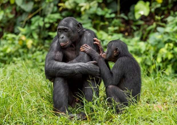 У карликовых шимпанзе, или бонобо, очень любящие мамочки. 