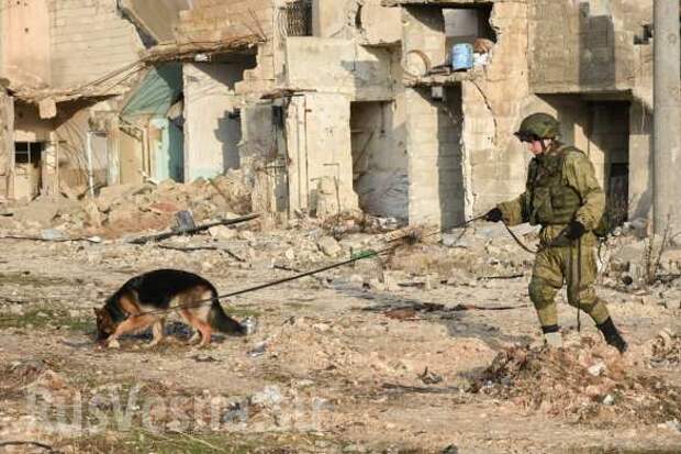 Российские роботы и собаки: саперы ВС РФ разминируют Алеппо — новые впечатляющие кадры (ФОТО) | Русская весна