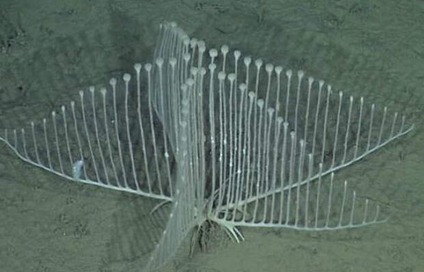 Самые необычные морские существа  животные, морские обитатели, необычные, факты