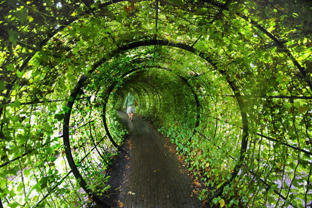 Сад ядовитых растений Альнвика в Англии