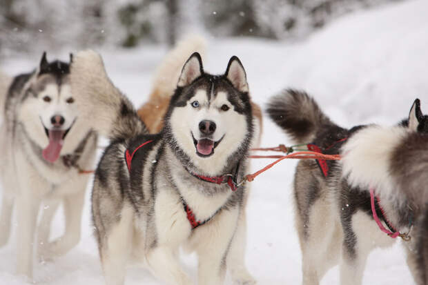 Кинолог Карапетьянц: хаски наиболее предрасположены к лаю
