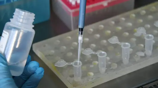 В Петербурге более 23 тысяч человек обследовались на COVID-19