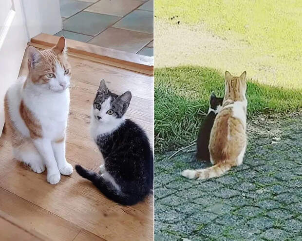 Без кота и жизнь не та