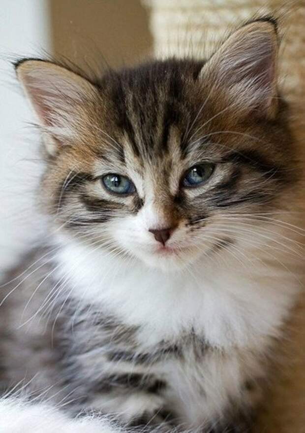 Первая социальная сеть про кошек  Опубликуй фото своего любимца, веди блог о его жизни!       ...