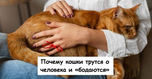 Почему кошки трутся о человека и «бодаются»