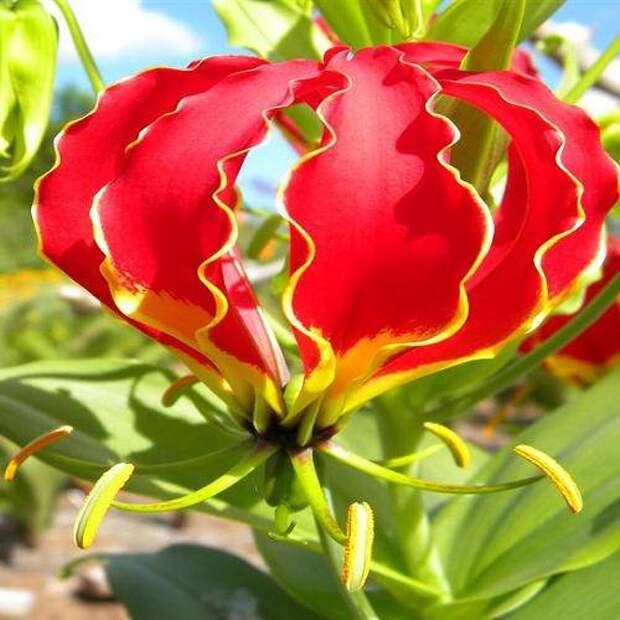 Самые дорогие цветы мира. Остролепестный эпифиллум — бесценный цветок.