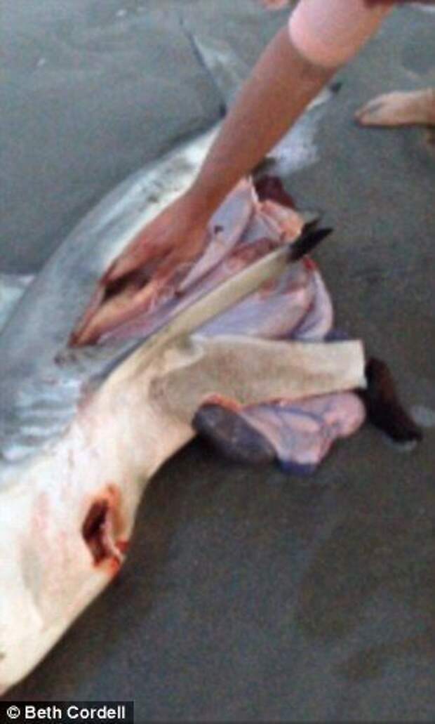 разрезал мертвой беременной акуле живот, детеныши внутри мертвой акулы, нашли на пляже беременную акулу