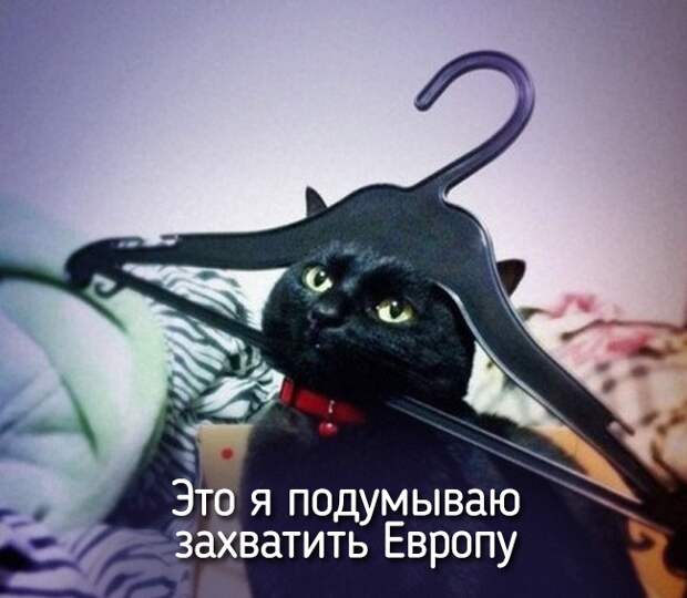 Не отличить даже при ближайшем рассмотрении — 20 животных, которые ведут себя совсем как я! Не отличить даже при ближайшем рассмотрении — 20 животных, которые ведут себя совсем как я!