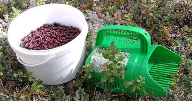 Не все то ягода. /Фото: ozon.ru.