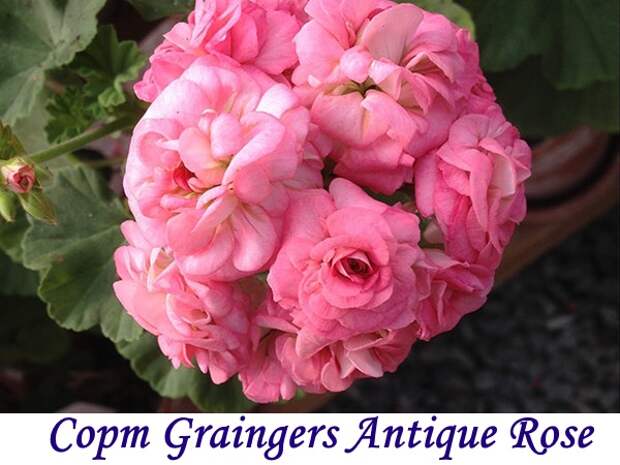 Сорт Grainger's Antique Rose