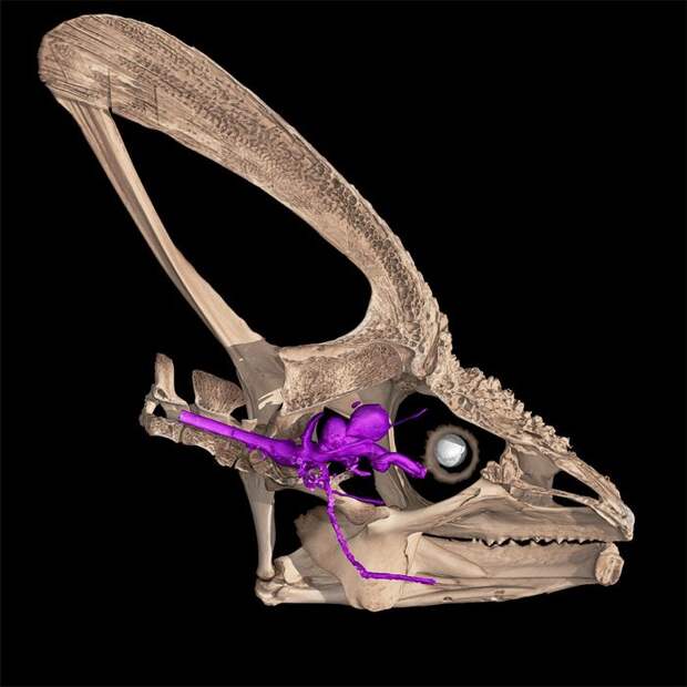 Нерв с запасом