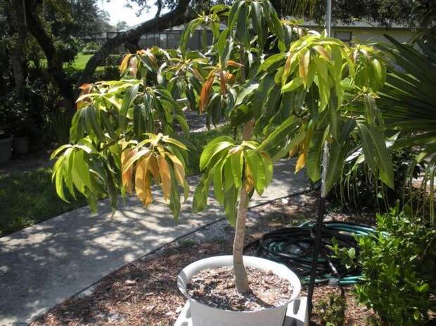 дерево манго