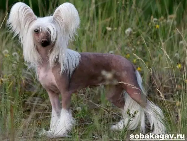 Китайская хохлатая собака. Описание, особенности, уход и цена китайской хохлатой
