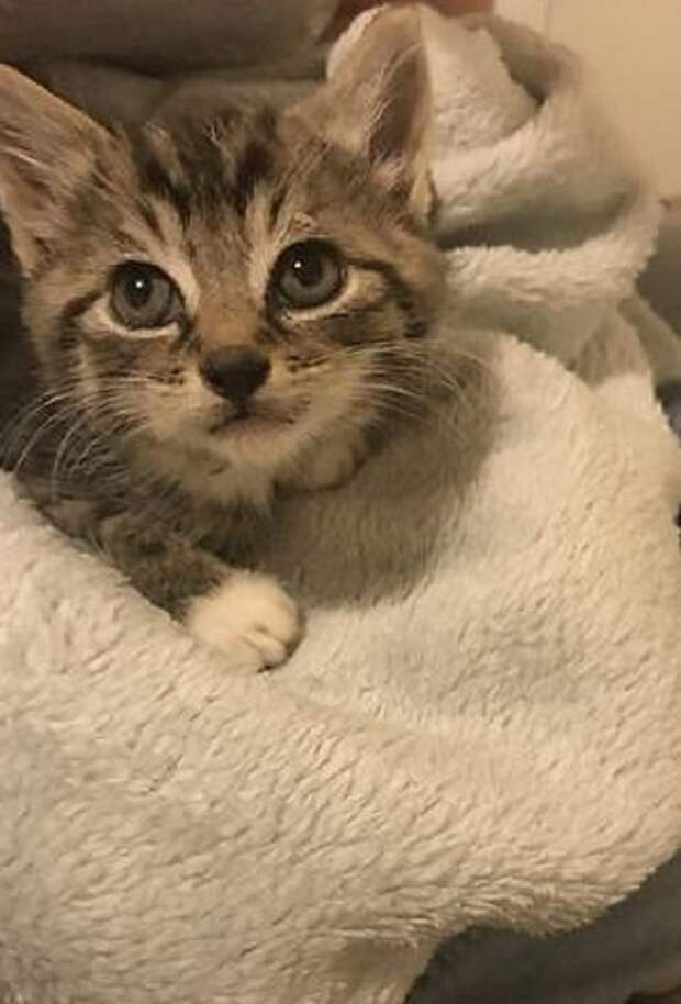 Полосатый котенок Котенок затаился