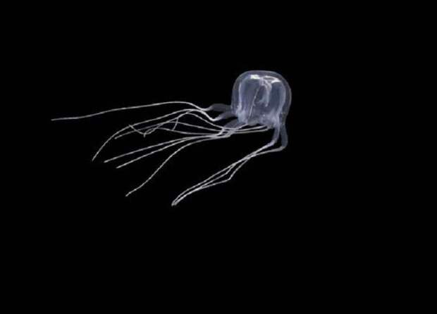 Новый вид медуз с 24 глазами обнаружен у берегов Китая и Гонконга