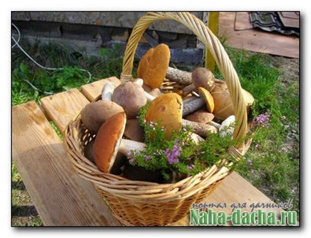 Грибы на даче Грибы на даче