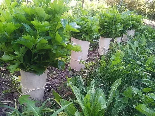 отбеливание черешков отбеливание черешков