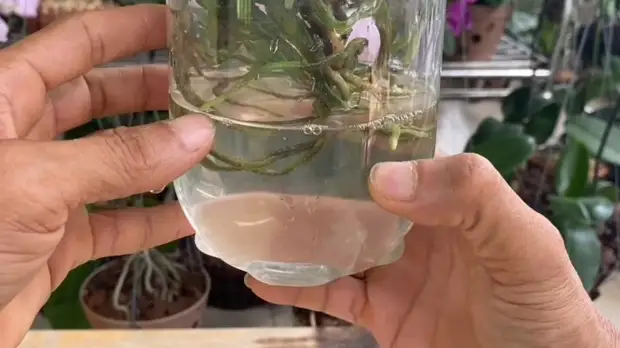 Помогите своей орхидее нарастить корни