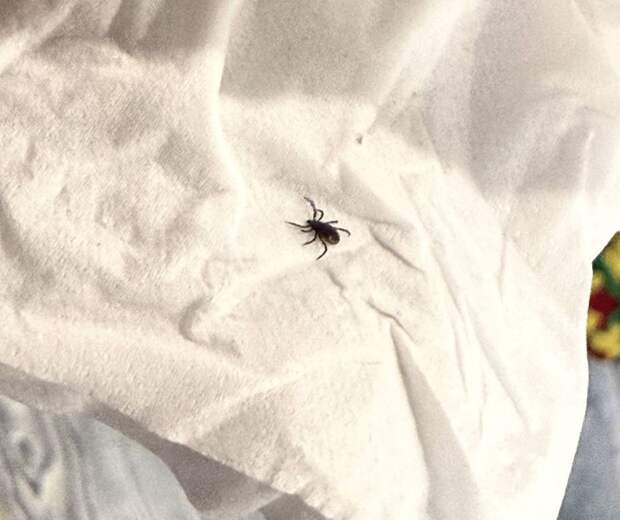 Почти три сотни приморцев уже стали жертвами клещей