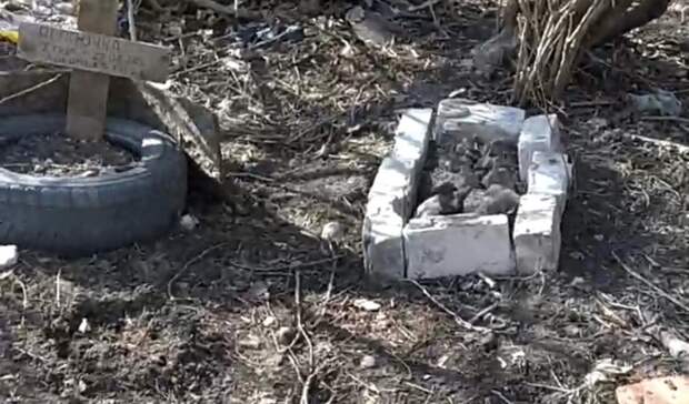 Соцсети: житель Петрозаводска обнаружил кладбище домашних животных рядом со школой