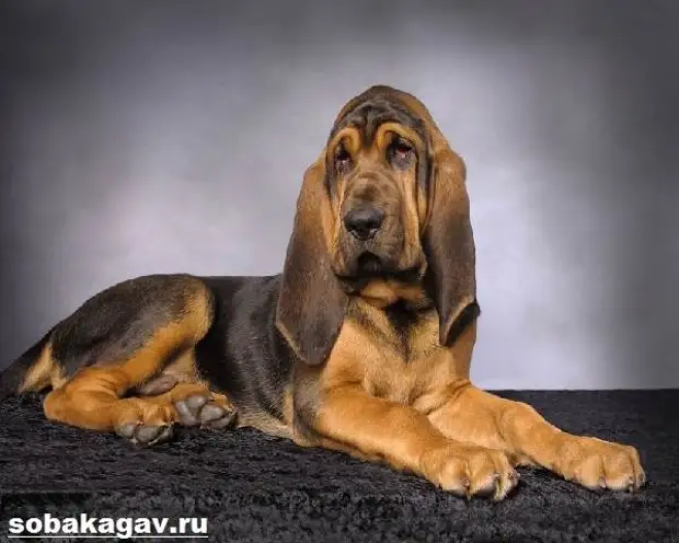 Бладхаунд собака. Описание, особенности, уход и цена бладхаунда